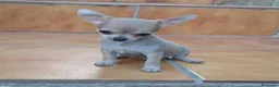 Chihuahua perros en venta: chihuahuas - Anuncio 7