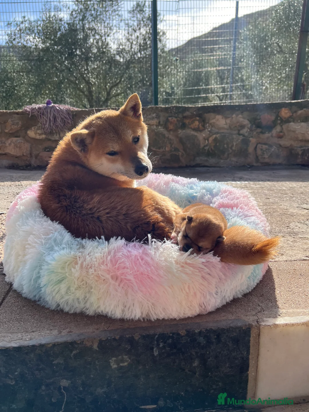 Shiba Inu perros en venta: Shiba inu bebé 🐣 - Anuncio 3