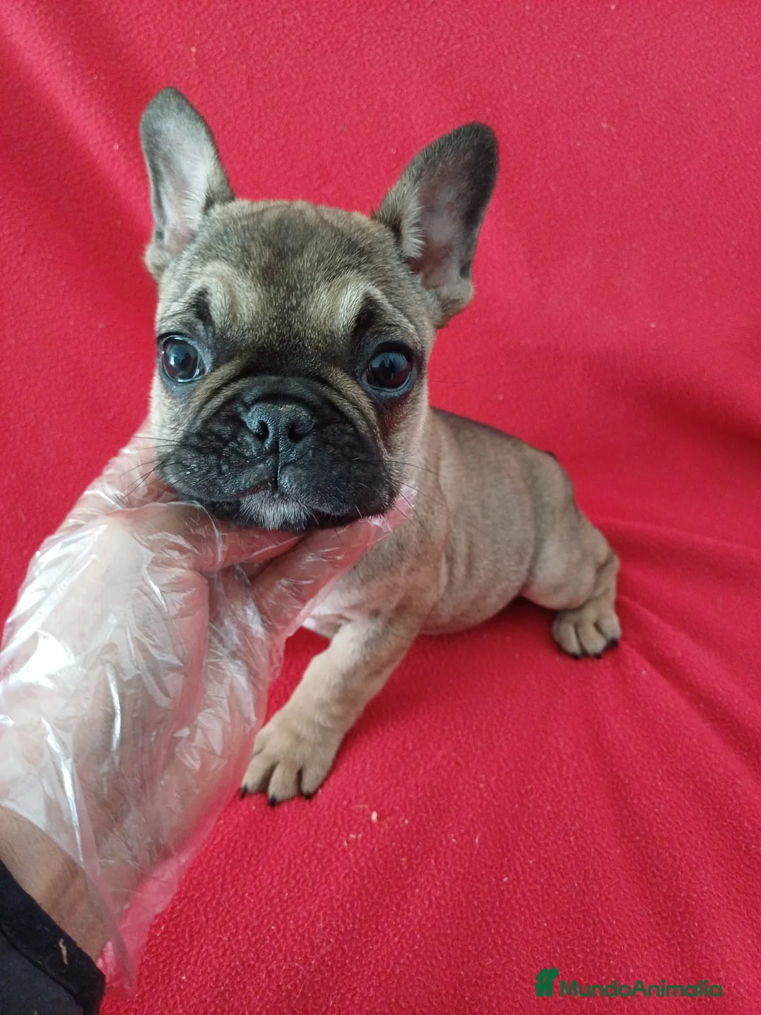 Bulldog Francés perros en venta: Bulldog Francés  - Anuncio 1