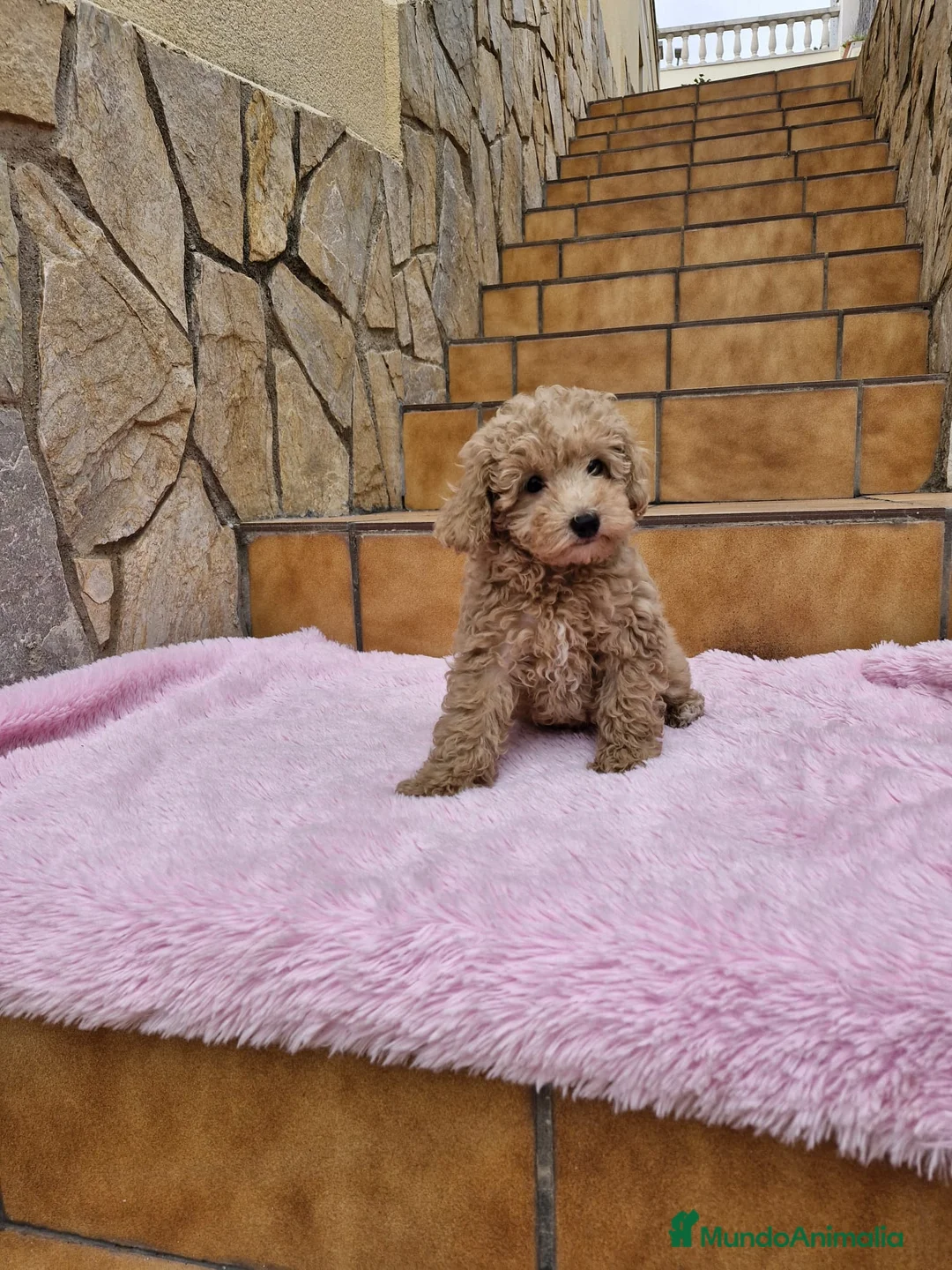 Caniche Enano perros en venta: Caniches preciosos pequeñitos  en Barcelona - Anuncio 2