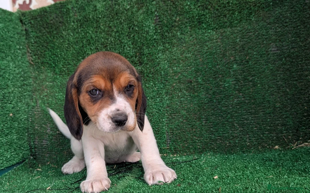 Beagle perros en venta: Beagle - Anuncio 12
