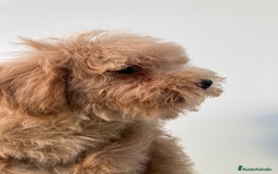 Raza Mixta perros en venta: Último caniche papá toy mamá enana - Imagen 4