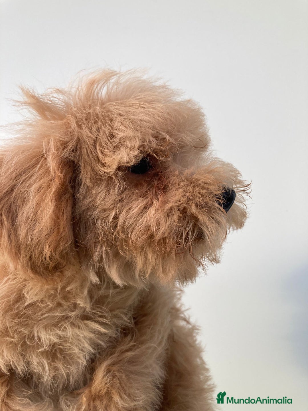 Raza Mixta perros en venta: Último caniche papá toy mamá enana - Imagen 4