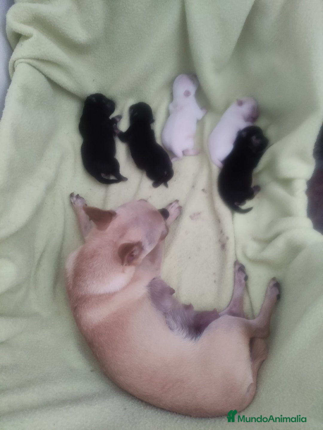 Chihuahua perros en venta: Chihuahuas de compañia - Imagen 1