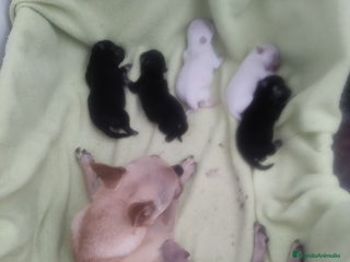 Chihuahua perros - Anuncio 34