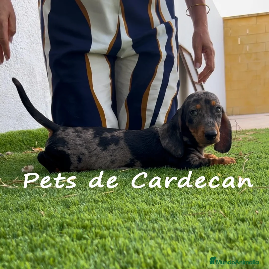 Teckel perros en venta: TECKEL ARLEQUÍN MACHO - Anuncio 1