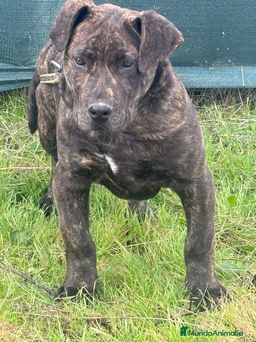 Presa Canario perros en venta: Presa canario de trabajo  - Anuncio 3