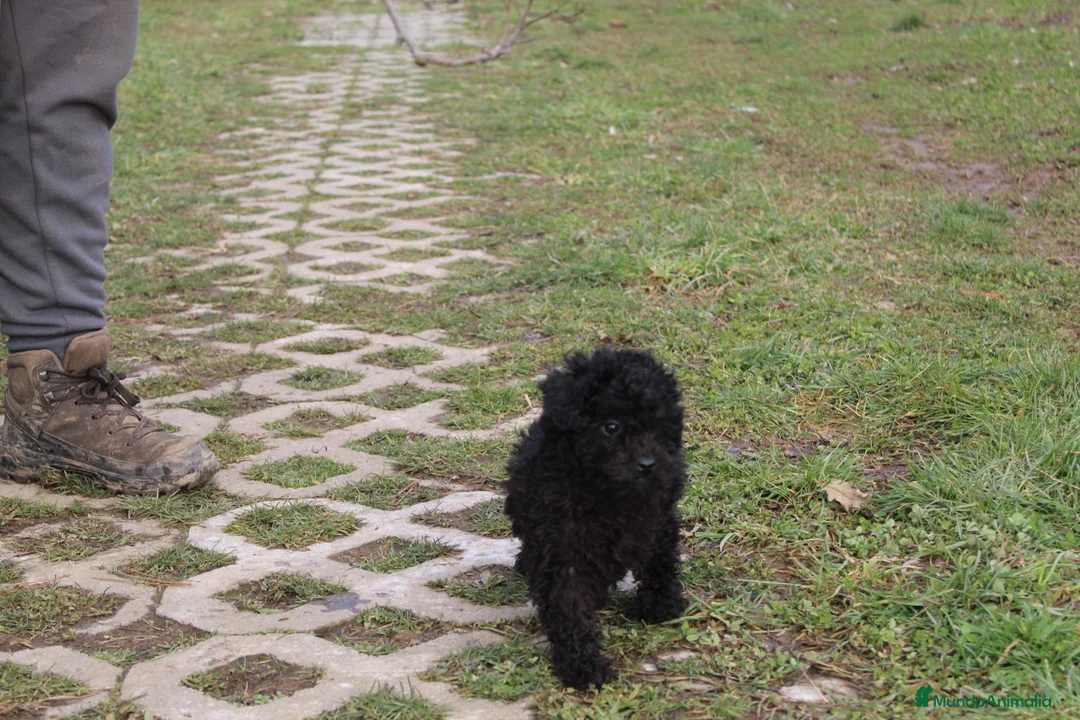Caniche Toy perros en venta: Caniche toy hembra negra  - Anuncio 2