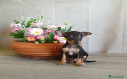 Pinscher Miniatura perros en venta: Pequeñitos cachorritos de Mini Pinscher en Valladolid - Imagen 2