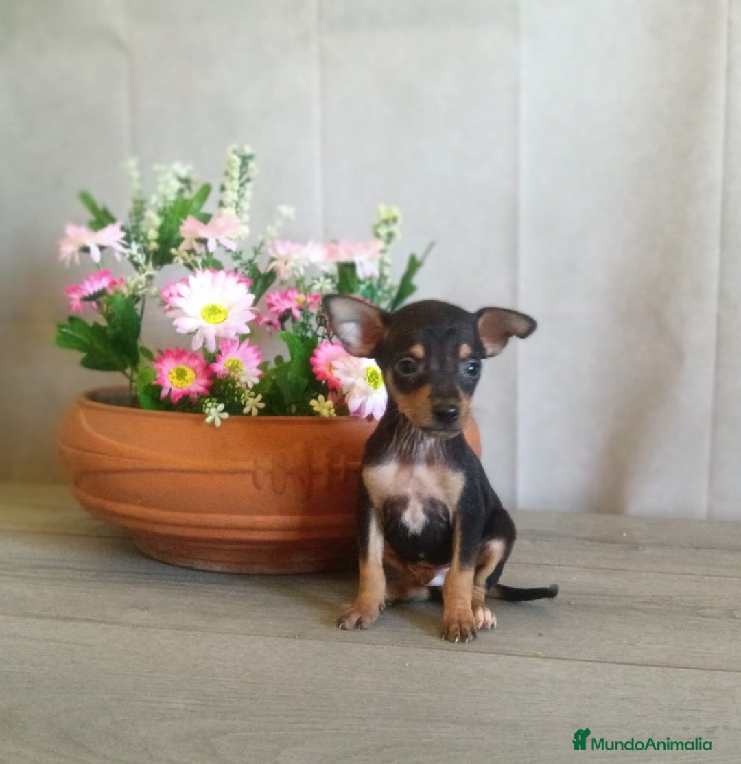 Pinscher Miniatura perros en venta: Pequeñitos cachorritos de Mini Pinscher en Valladolid - Imagen 2