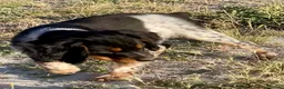 Épagneul Breton perros en venta: Epagneul bretón  - Anuncio 2