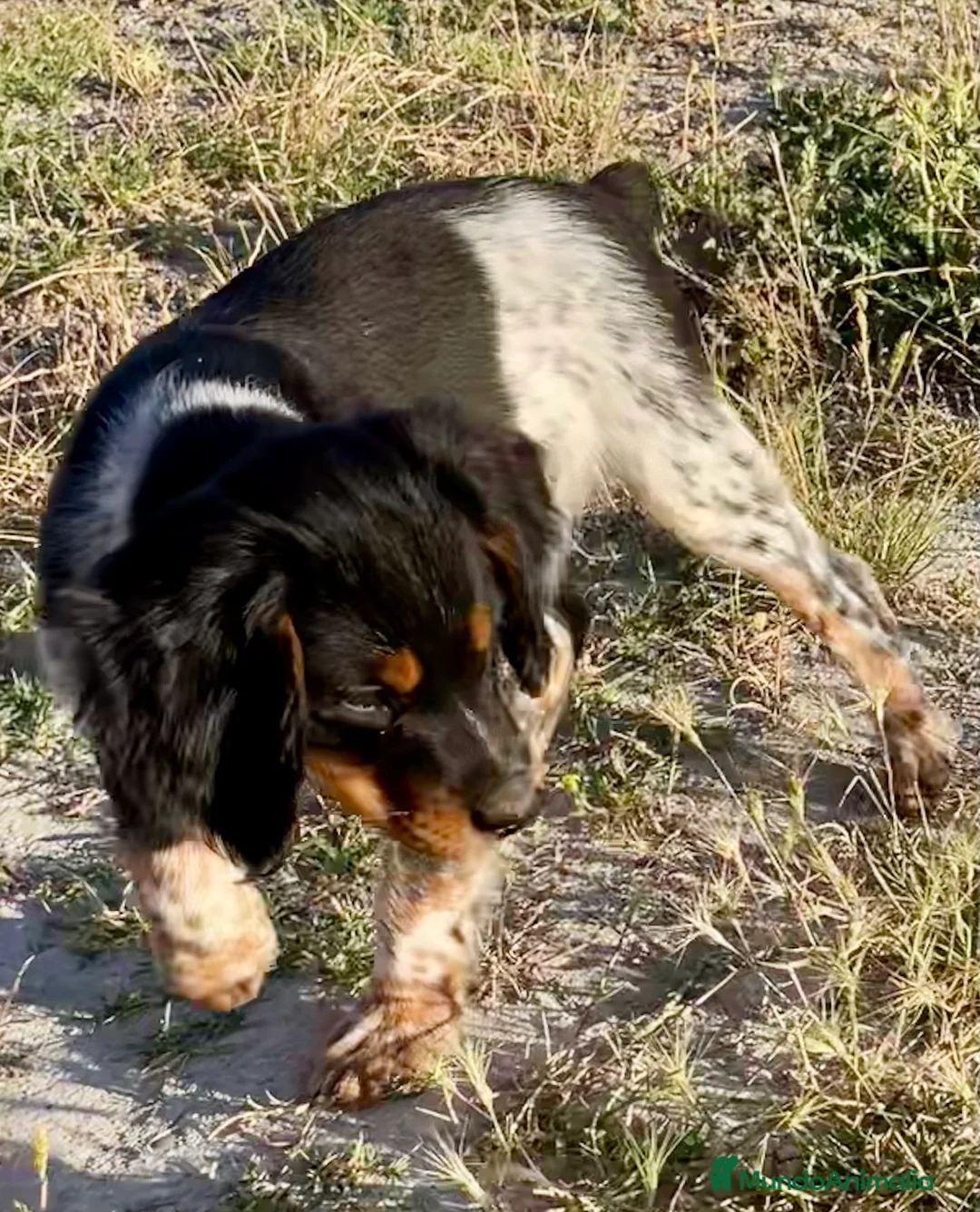 Épagneul Breton perros en venta: Epagneul bretón  - Anuncio 2