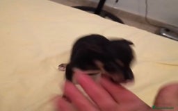 Ratón de Praga perros en venta: RATON DE PRAGA - Imagen 8