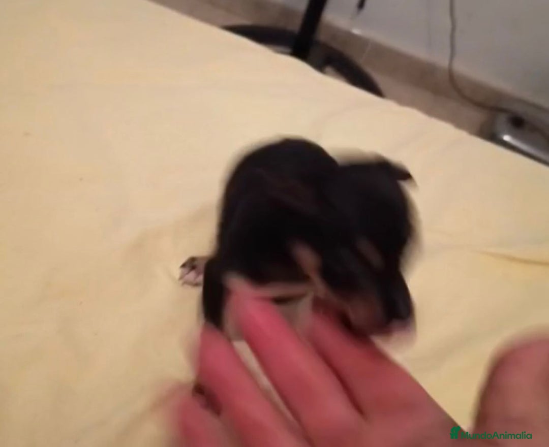Ratón de Praga perros en venta: RATON DE PRAGA - Imagen 8