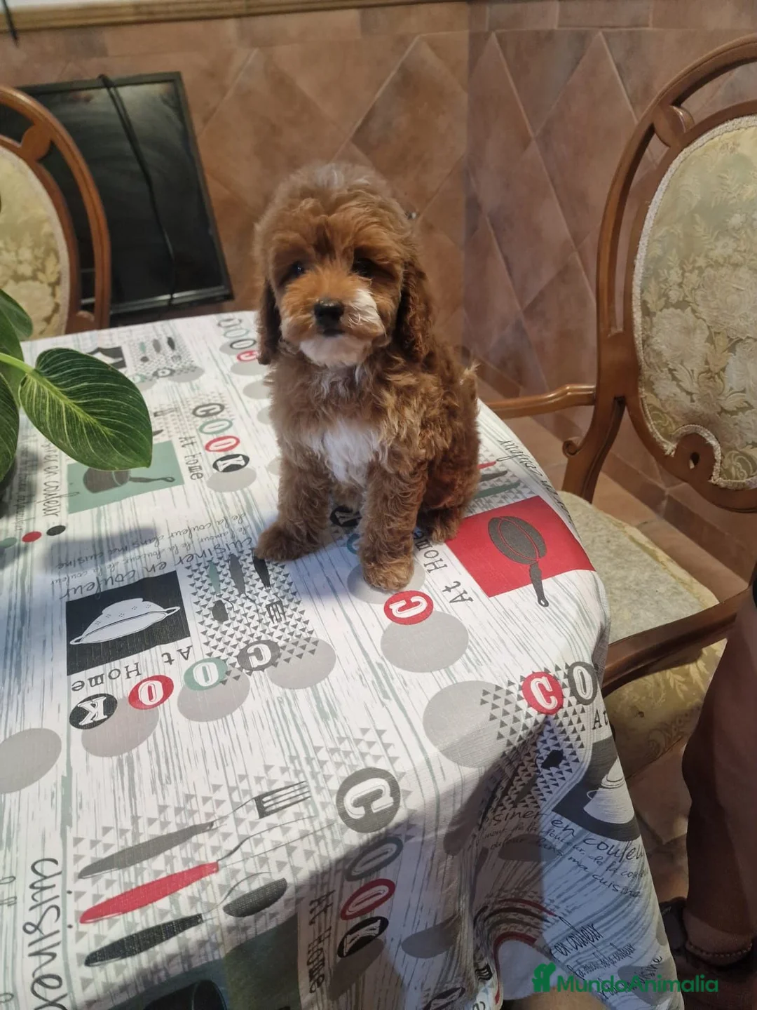 Caniche Toy perros en venta: Caniche toy hembrita precio real - Anuncio 1