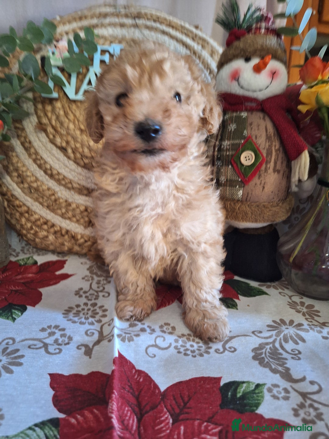 Caniche Toy perros en venta: CANICHE TOY - Anuncio 5