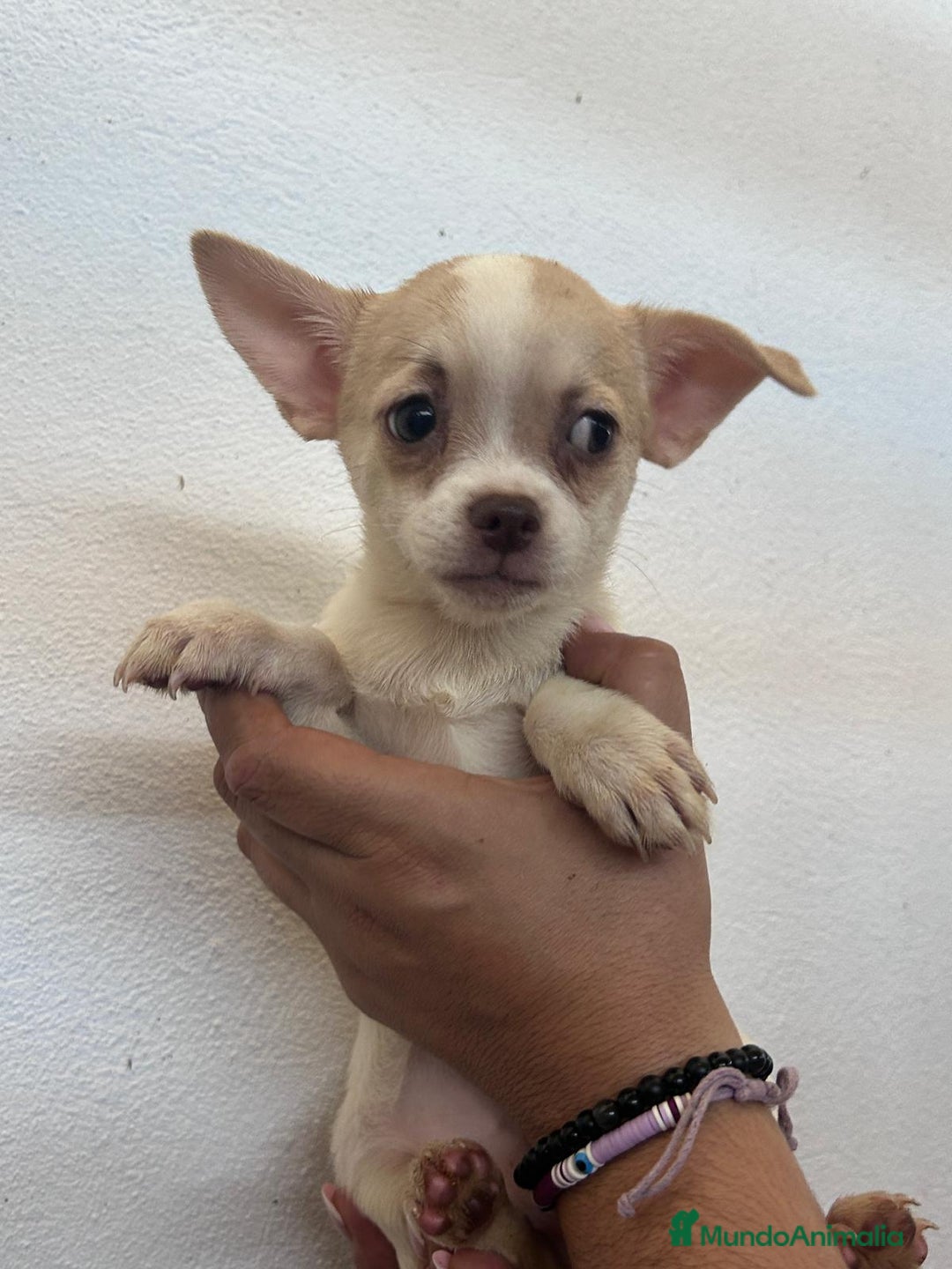 Chihuahua perros en venta: Chihuahuas - Imagen 4