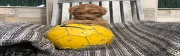 Caniche Toy perros en venta: Caniche toy - Anuncio 4