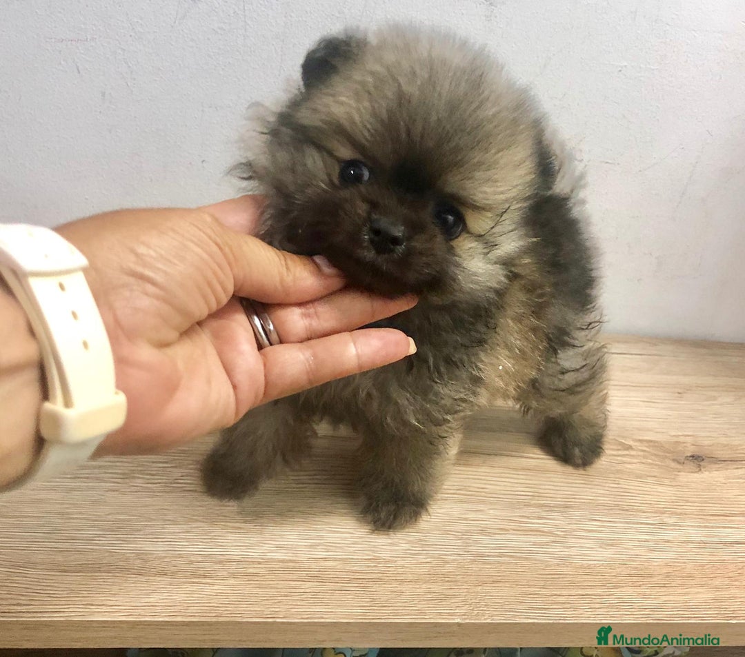 Pomerania perros en venta: Pomerania mini  - Imagen 2
