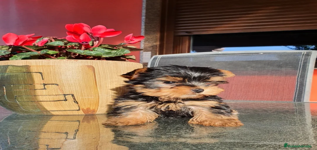 Imagen de galería {{count}}