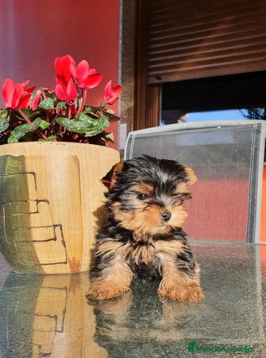 Imagen de galería {{count}}