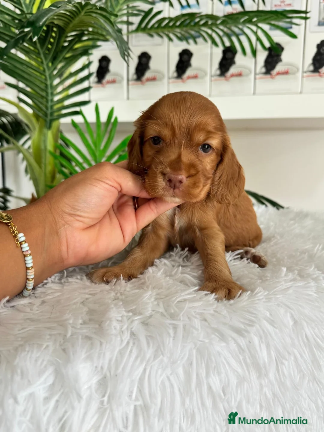 Cocker Spaniel Inglés perros en venta: COCKER HEMBRA - Anuncio 2