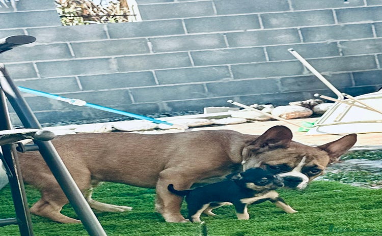 Chihuahua perros - Anuncio 1