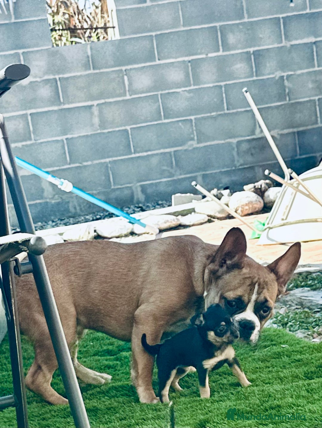Chihuahua perros en venta: ULTIMA HEMBRA CHIHUAHUA - Imagen 1