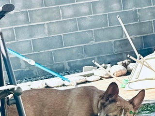 Chihuahua perros - Anuncio 19
