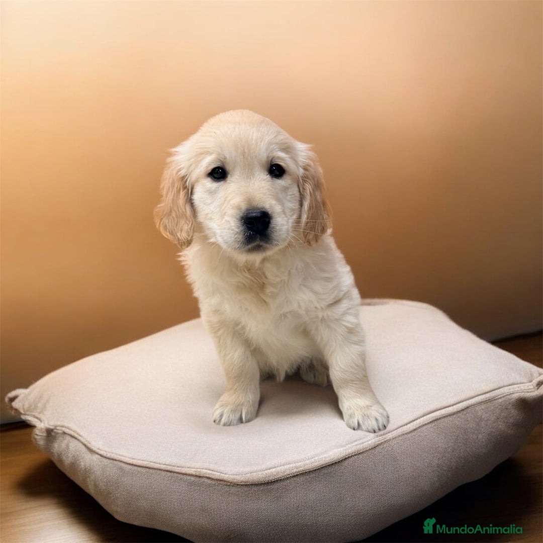 Golden Retriever perros en venta: CAMADA GOLDEN🐾 - Anuncio 1