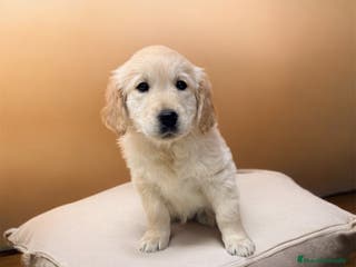 Golden Retriever perros CAMADA GOLDEN🐾 - Anuncio 1