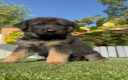 Pastor Alemán perros en venta: PASTOR ALEMÁN HEMBRA - Imagen 3
