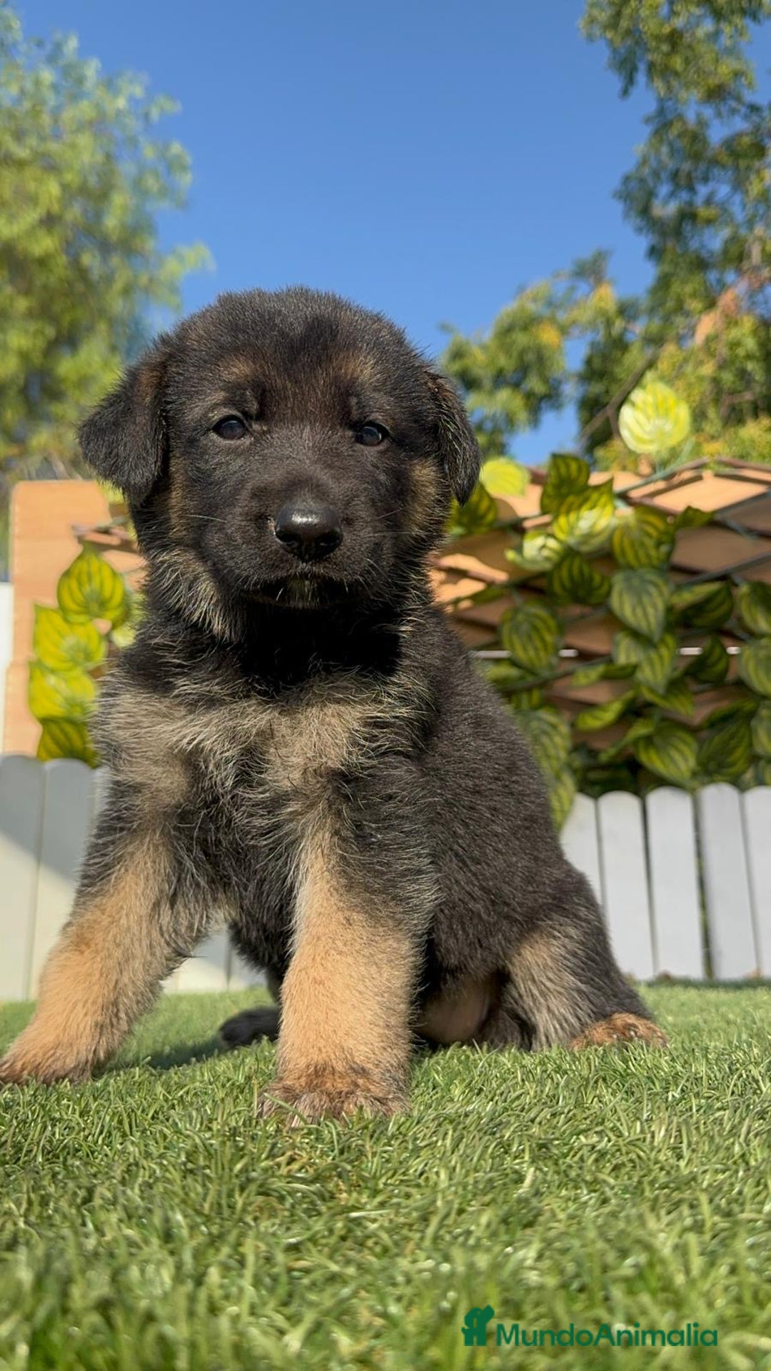 Pastor Alemán perros en venta: PASTOR ALEMÁN HEMBRA - Imagen 3