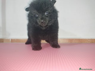 Pomerania perros Pomerania de Lulú en Badajoz - Anuncio 1