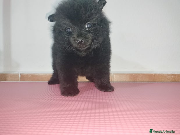 Pomerania perros Pomerania de Lulú en Badajoz - Anuncio 2