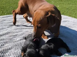 Teckel perros Teckel miniatura - Anuncio 10