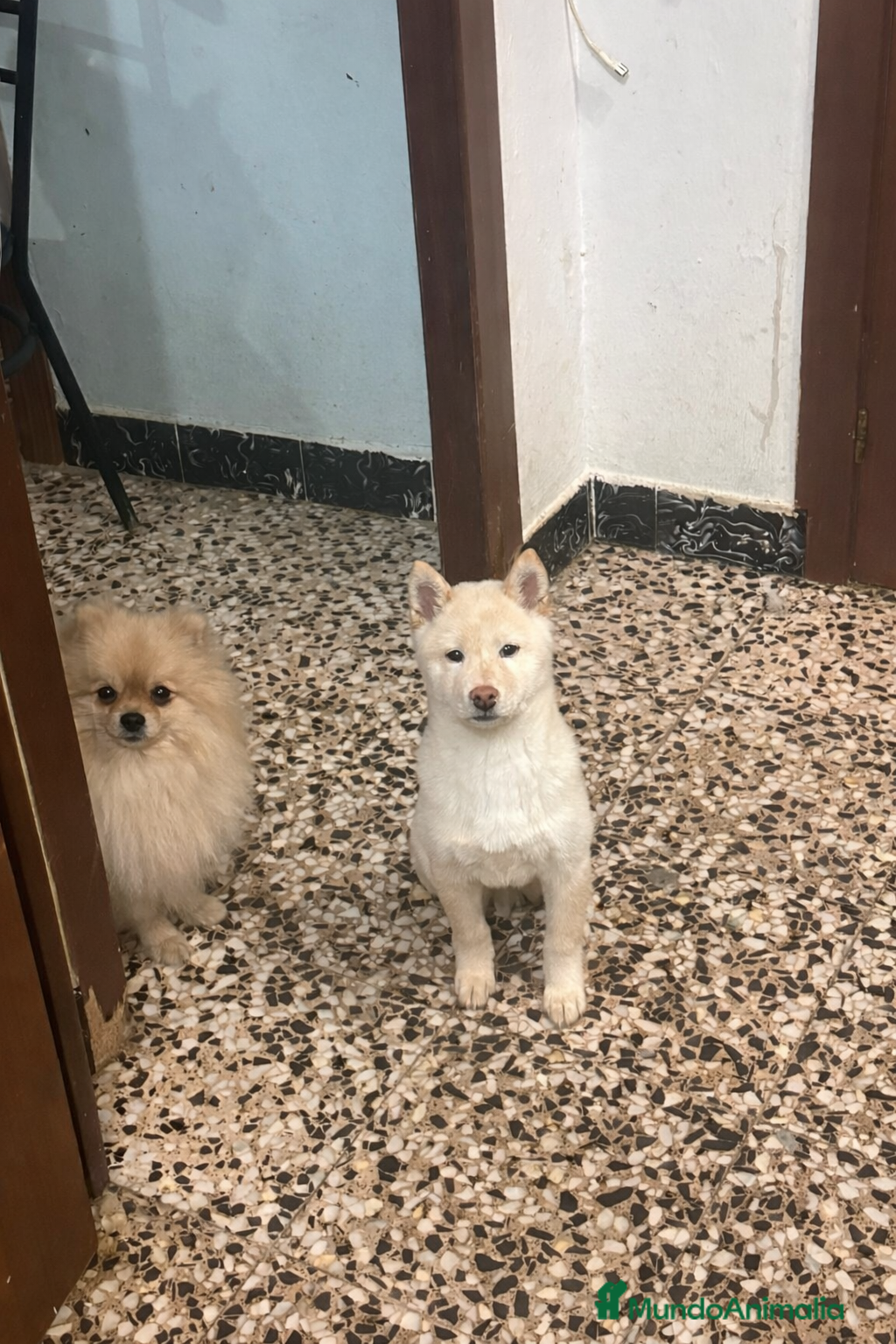 Pomerania perros Pomerania ultimo machito  - Anuncio 2