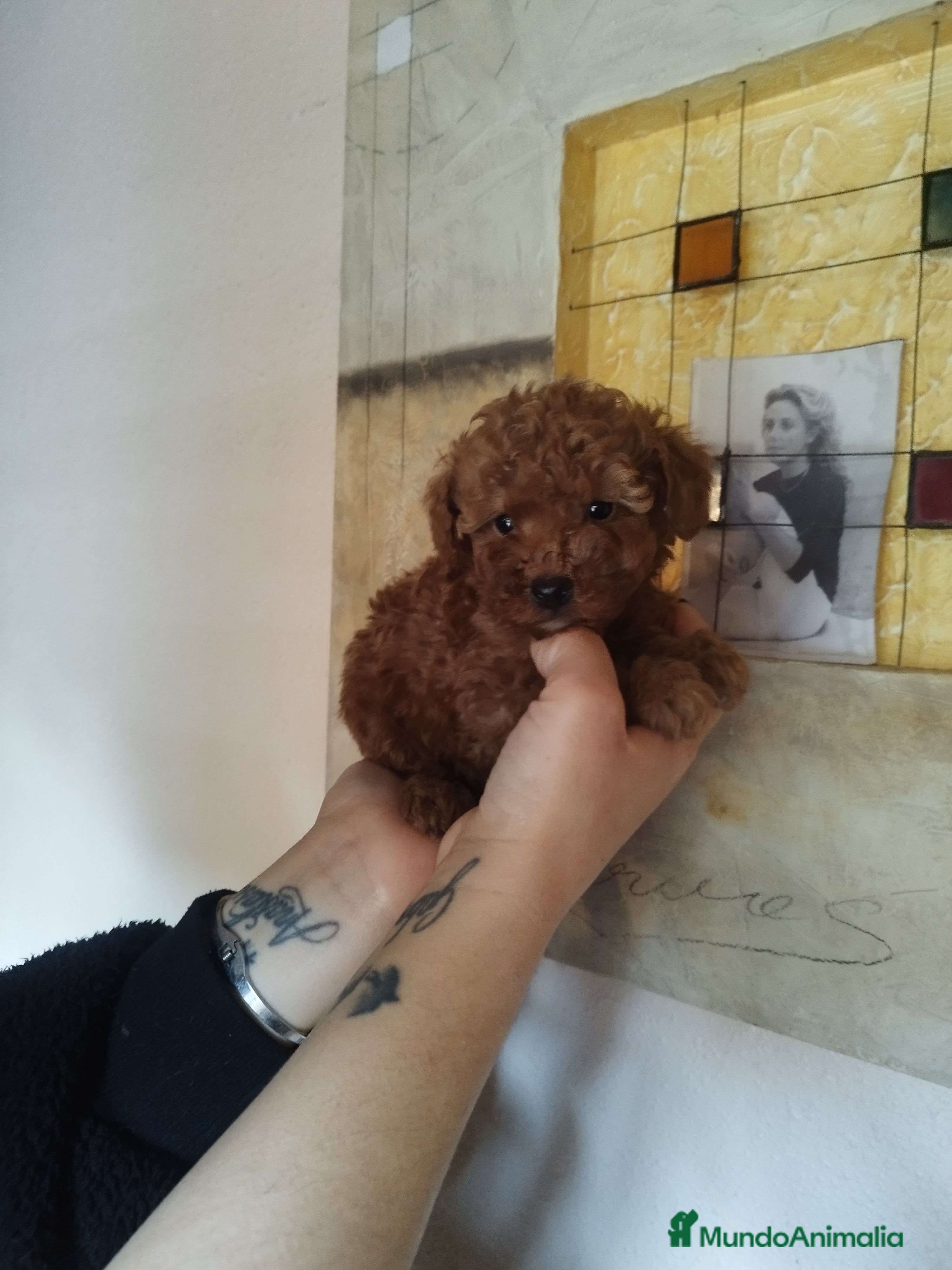 Caniche Toy perros CANICHES ROJOS EXCLUSIVOS  - Anuncio 30