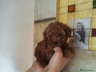 Caniche Toy perros CANICHES ROJOS EXCLUSIVOS - Anuncio 30