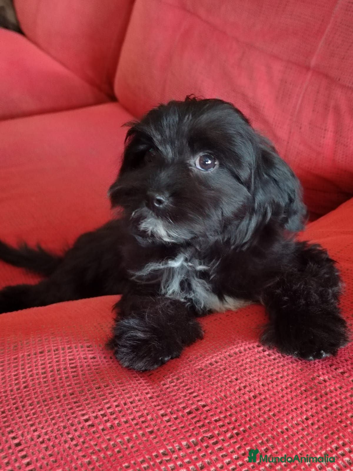 Cavapoo perros Ultimo Cachorro Cavapoo Toy - Anuncio 19