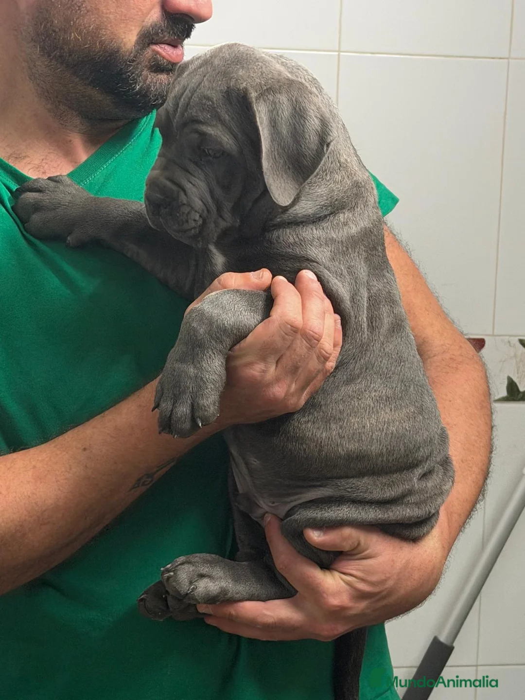 Cane Corso perros en venta: Cachorrito cane corso  - Anuncio 4