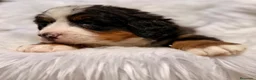 Boyero de Berna perros en venta: ÚLTIMA HEMBRA BOYERO DE BERNA PARA RESERVAR - Anuncio 6