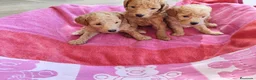 Caniche Toy perros en venta: Caniches toy y enano en Barcelona - Anuncio 6