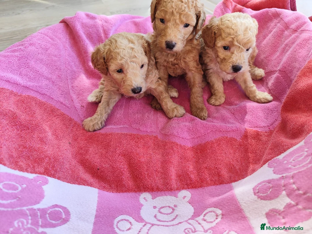 Caniche Toy perros en venta: Caniches toy y enano en Barcelona - Anuncio 6