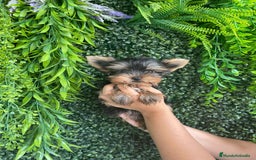 Yorkshire Terrier perros en venta: YORKSHIRE - Imagen 1