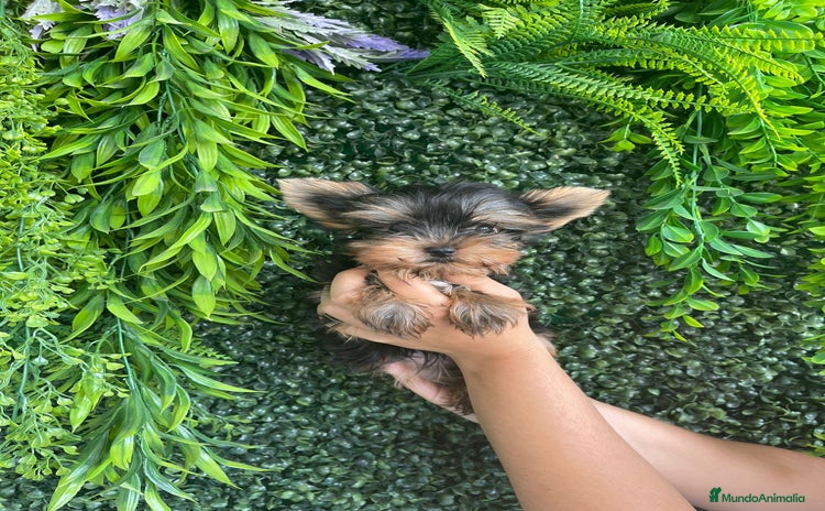 Yorkshire Terrier perros - Propaganda 2
