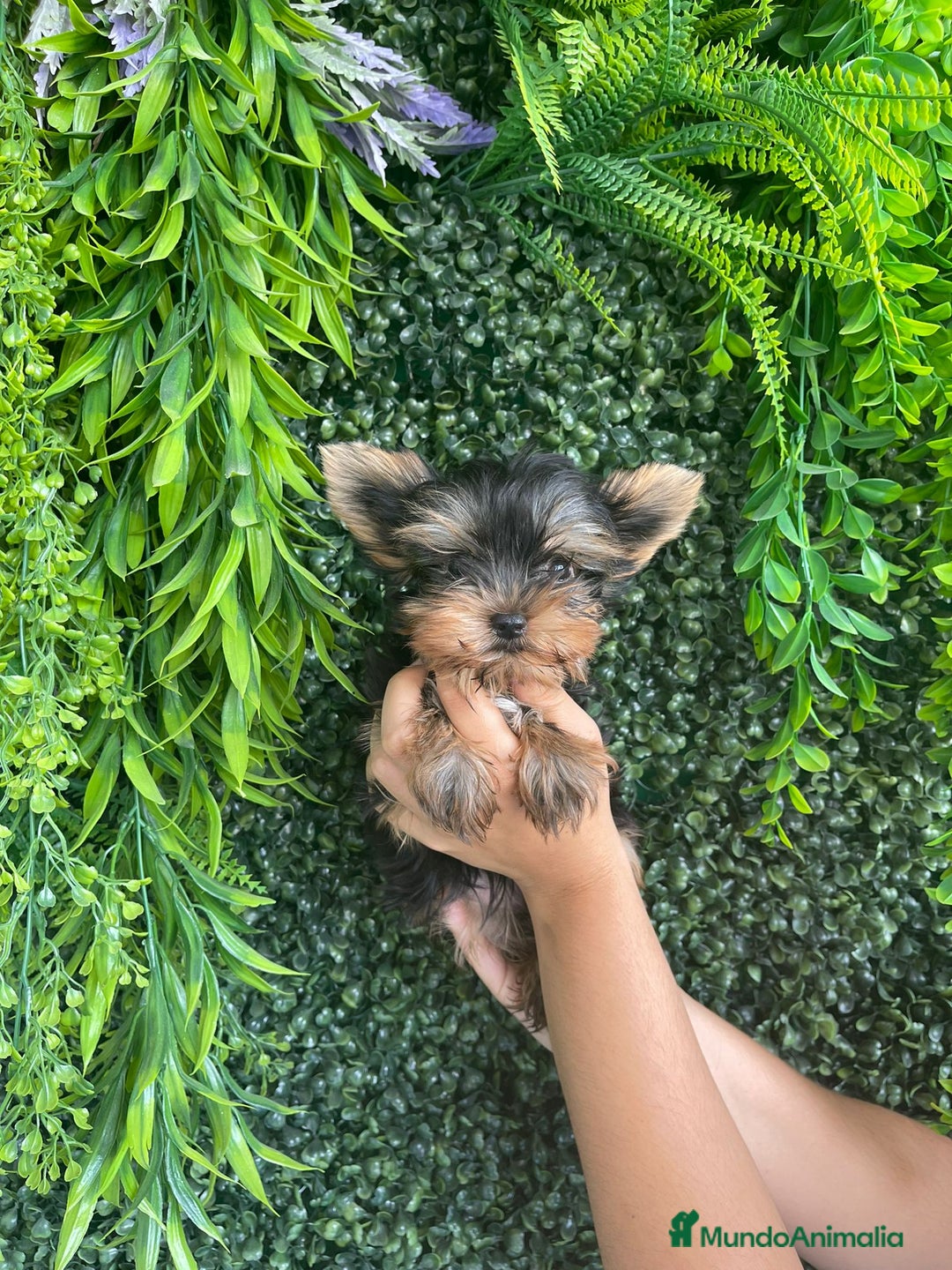 Yorkshire Terrier perros en venta: YORKSHIRE - Imagen 1