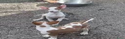 Podenco Ibicenco perros en venta: Podencos ibicencos  - Anuncio 8