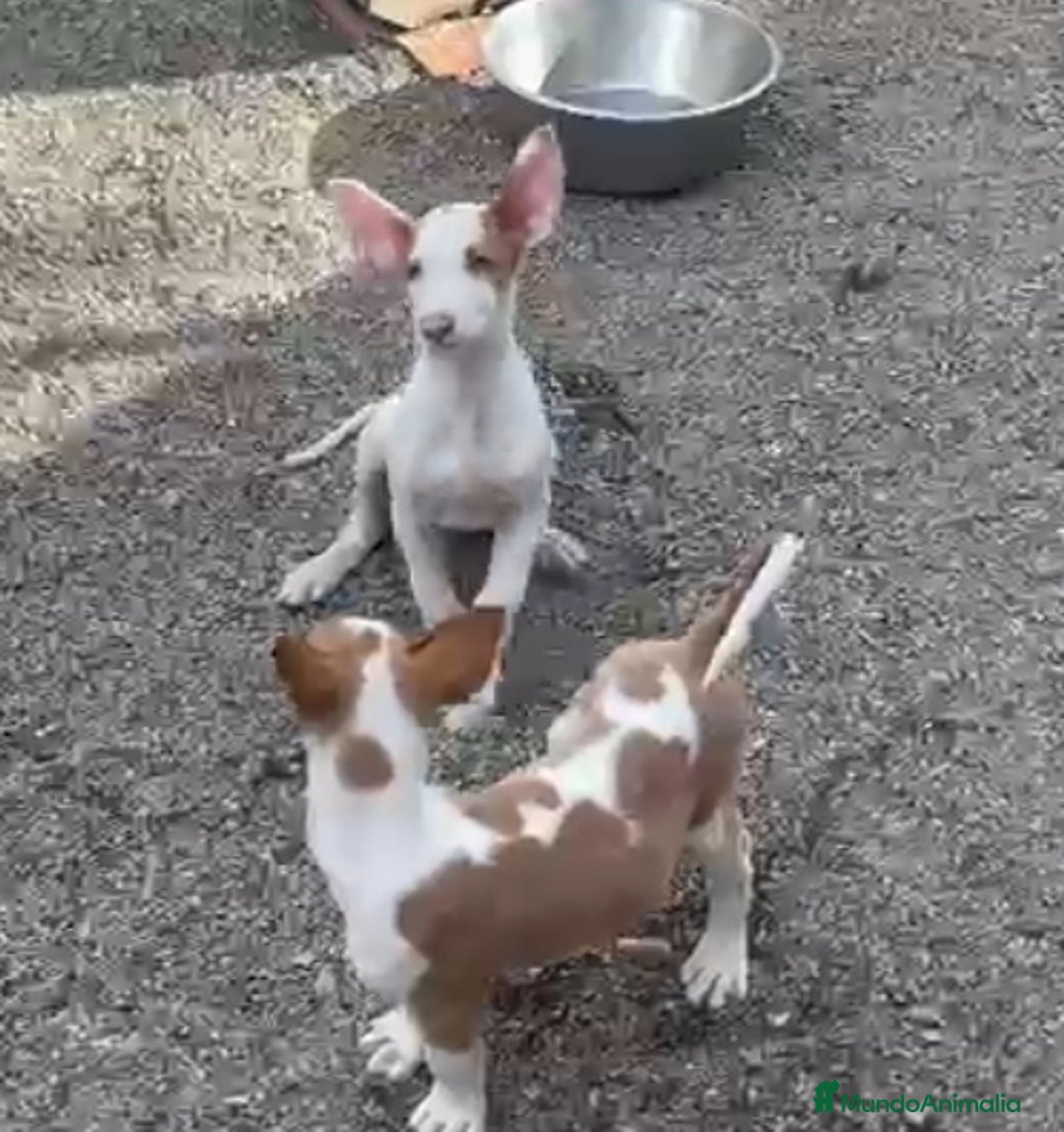 Podenco Ibicenco perros en venta: Podencos ibicencos  - Anuncio 8