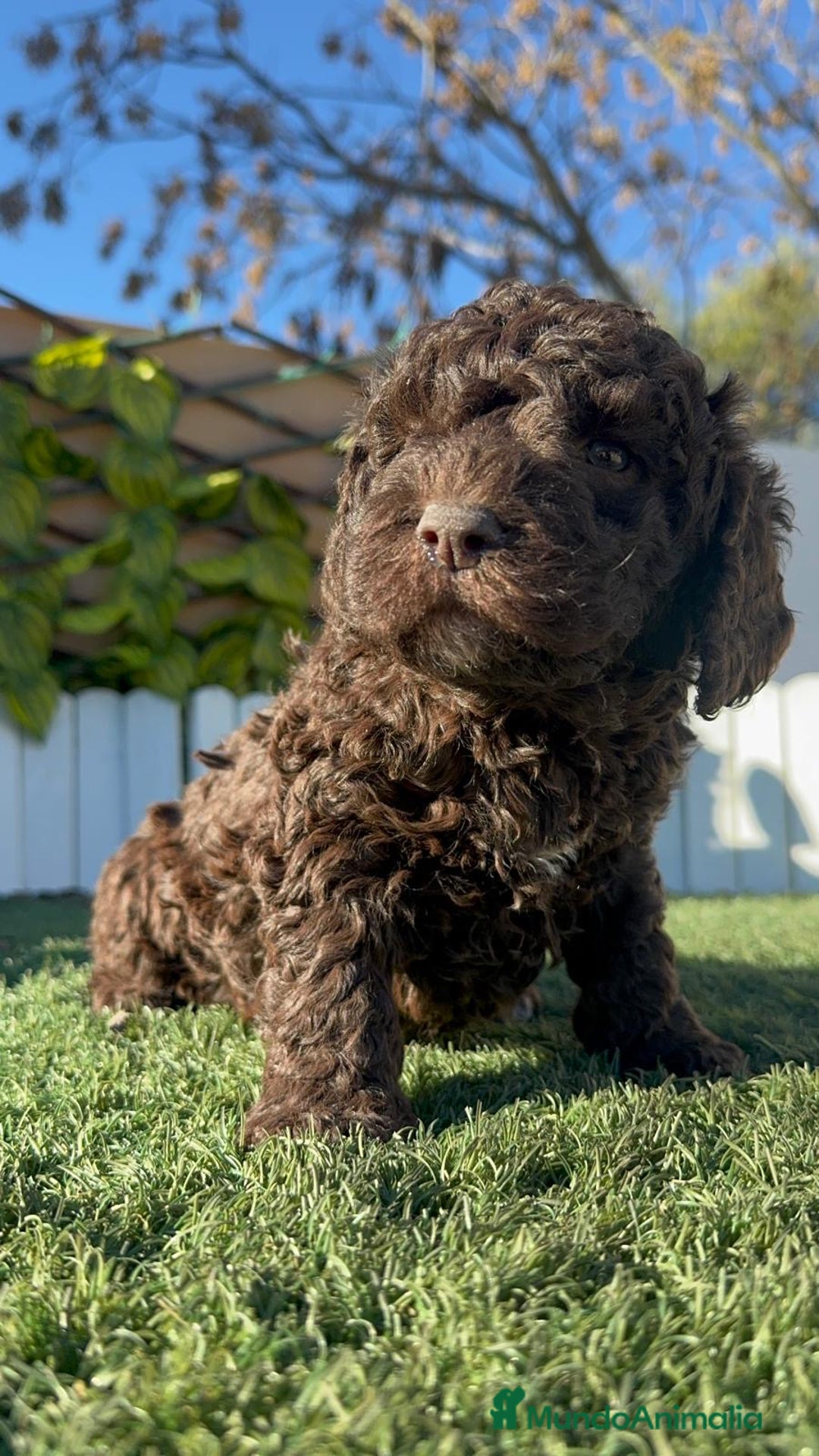 Perro de Agua Español perros en venta: PERRO DE AGUA ESPAÑOL - Anuncio 5